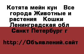 Котята мейн кун - Все города Животные и растения » Кошки   . Ленинградская обл.,Санкт-Петербург г.